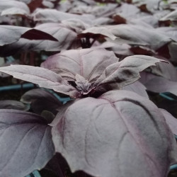 Semences Basilic Pourpre Osmin