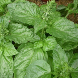 Semences Basilic Mammouth