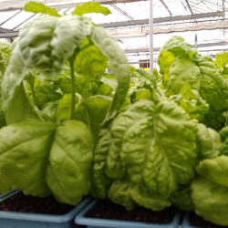 Semences Basilic Mammouth