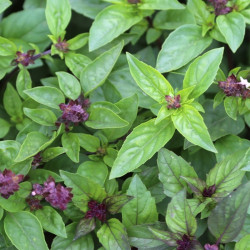 Semences Basilic Cannelle