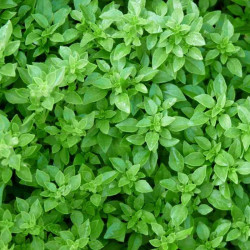 Semences Basilic Latino