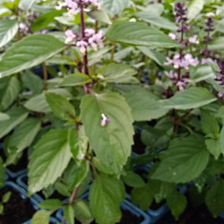 Semences Basilic ThaÏ