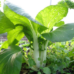 Chou Pak Choi / lot de 10 mottes