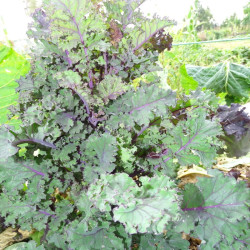 Chou Kale rouge / lot de 10 mottes