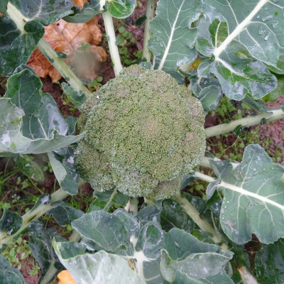 Chou Brocoli / lot de 10 mottes