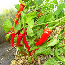 Piment Doux des Landes