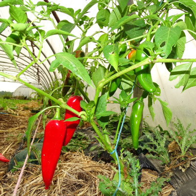 Piment Végétarien