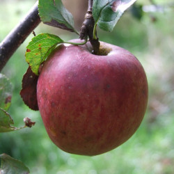 Pommier Banane