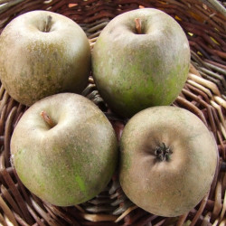 Pommier Court Pendu Gris du Limousin