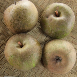 Pommier Court Pendu Gris du Limousin