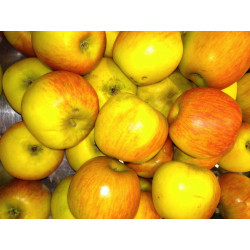Pommier Reine des Reinettes