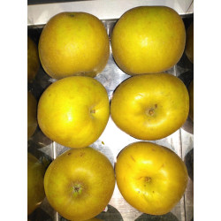 Pommier Canada blanc