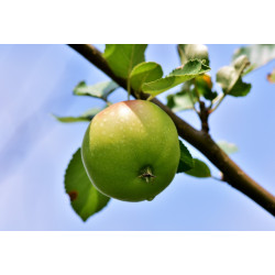 Pommier Feuilloux