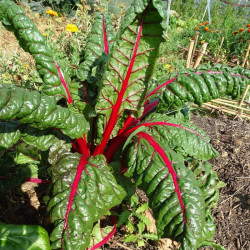 Semences Blette à carde rouge Charlotte