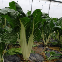 Semences Blette à  carde blanche 3 Berac