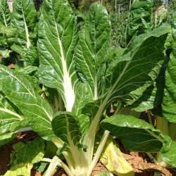 Semences Blette à  carde blanche 3 Berac