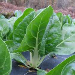 Semences Blette Jessica