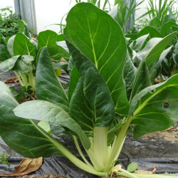 Semences Blette Jessica