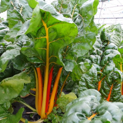 Semences Blette à carde en Mélange