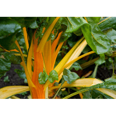 Semences Blette à carde jaune Bright Yellow
