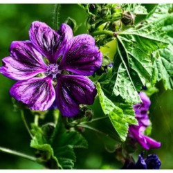 Semences Mauve de Mauritanie