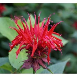 Monarde Didyma