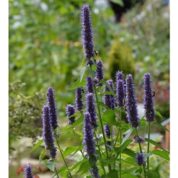 Agastache
