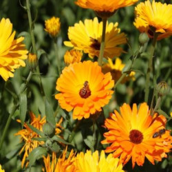 Soucis du Jardin (Calendula)