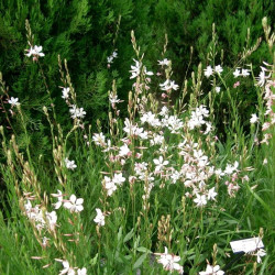 Gaura lindheimeri