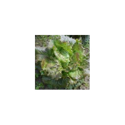 Batavia Rouge / lot de 10 mottes