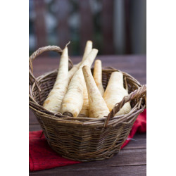 Semences Panais Long de Guernesey