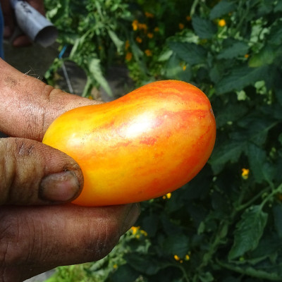 Semences Tomate Cerise Blush