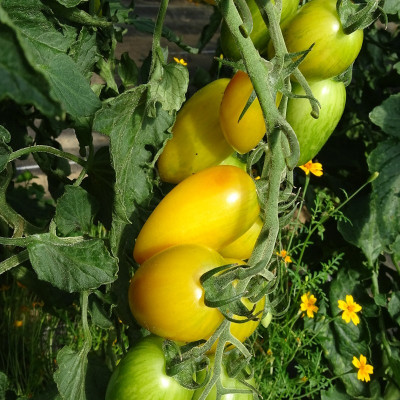 Semences Tomate Cerise Blush