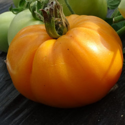 Tomate Orange Queen - greffée