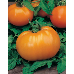 Tomate Orange Queen - greffée