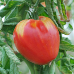 Tomate Coeur de Boeuf - greffée