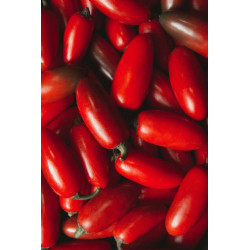 Semences Tomates Rouge San Marzano