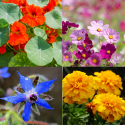Pack Potager Fleuri