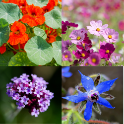 Pack Pollinisateurs