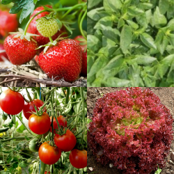 Pack Mini Potager Urbain
