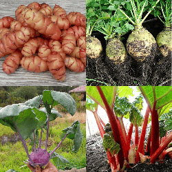 Pack Légumes Oubliés