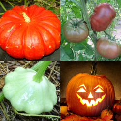 Pack Halloween