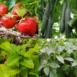 Pack Cocktail Garden