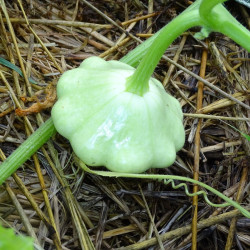 Semences Courge Patissons Blanc