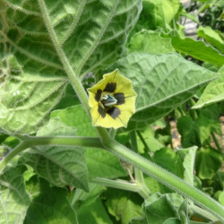 Semences Physalis Choqueret du Pérou