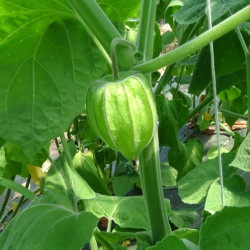 Semences Physalis Choqueret du Pérou