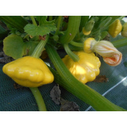 Semences Courge Patissons Jaune Lillesol