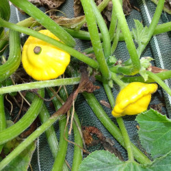 Semences Courge Patissons Jaune Lillesol