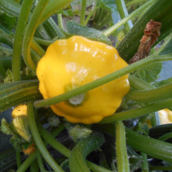 Semences Courge Patissons Jaune Lillesol