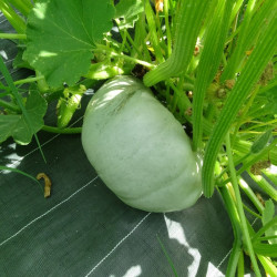 Semences Courge Bleu de Hongrie
